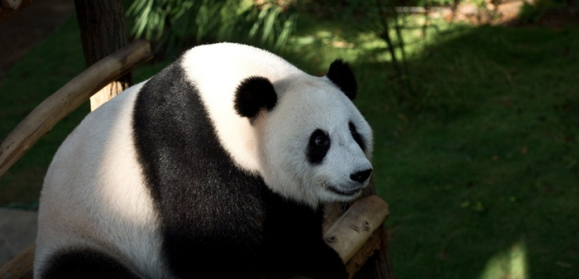 الباندا مي شيانج تنتظر مولودها المرتقب بواشنطن خلال أسابيع