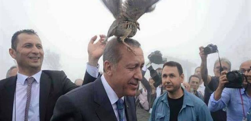 طائر علي رأس “أردوغان”