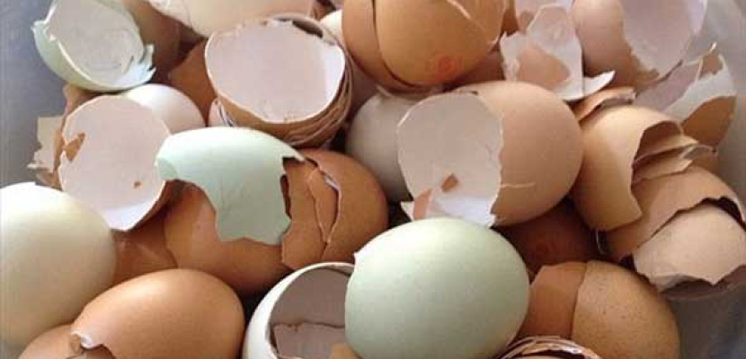 باحثون : قشر البيض لعلاج عظام الإنسان