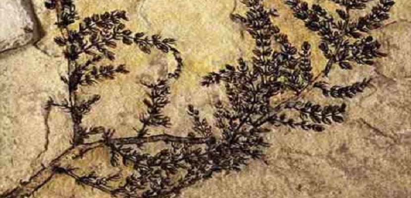 العثور على متحجرة لنبات «ذو زهرة» ترجع إلى 125 مليون سنة