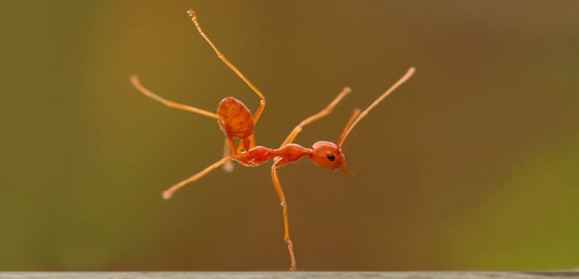 النمل .. يرقص على نغمة آيفون !!