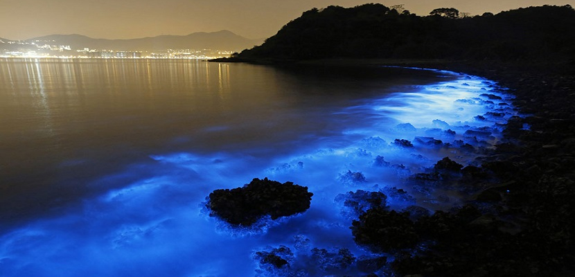 لغز توهج مياه شواطىء هونج كونج باللون الأزرق ؟