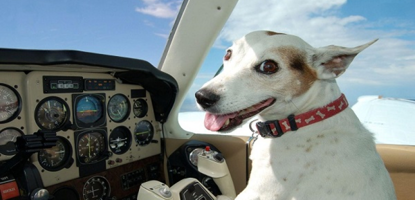 طائرة تغير مسارها لإنقاذ حياة كلب