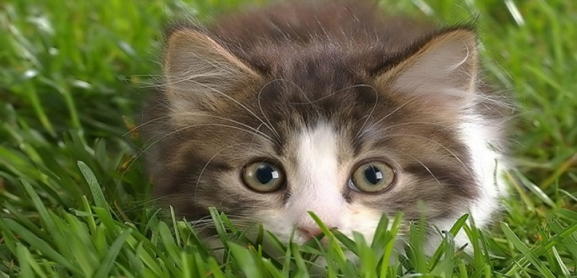 قطة بريطانية تحطم الرقم القياسى العالمى لأعلى صوت مواء