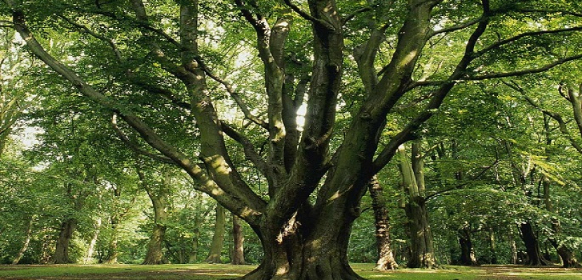 فرنسا: 422 شجرة لكل فرد على كوكب الأرض
