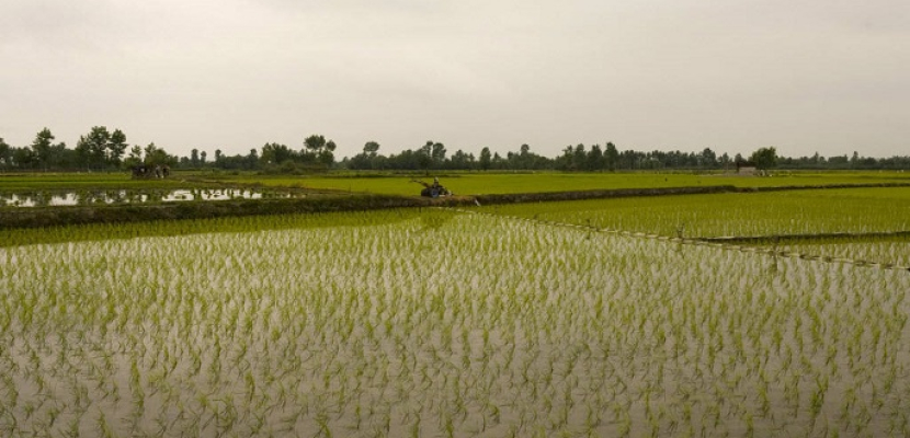 تدريب 17 أفريقيا على معاملات ما بعد حصاد الأرز 