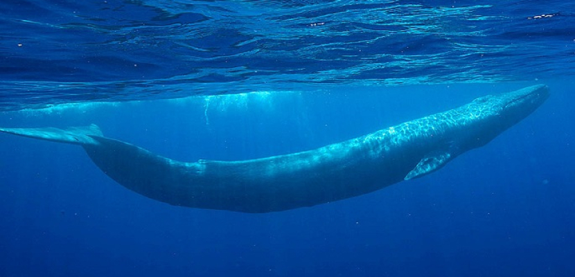 اكتشاف سر آلية ابتلاع الغذاء لدى الحوت الأزرق