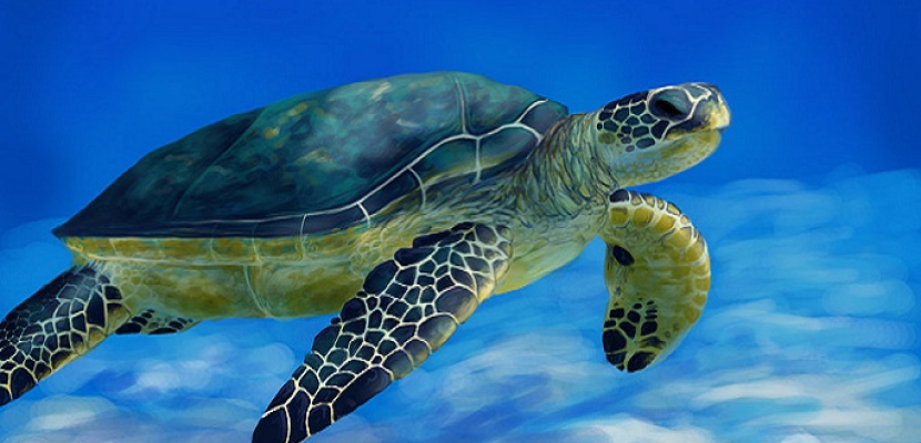 البلاستيك يُهدد السلاحف البحرية بالانقراض