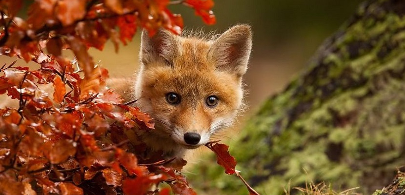 أجمل صور الحيوانات .. تودع الخريف