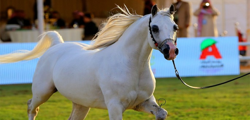 اليوم.. انطلاق البطولة الدولية لجمال “الخيول العربية” في مصر