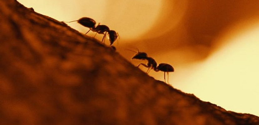 بعض أنواع النمل تنقذ أبناءها وتعالجها وتعيدها لمسكنها