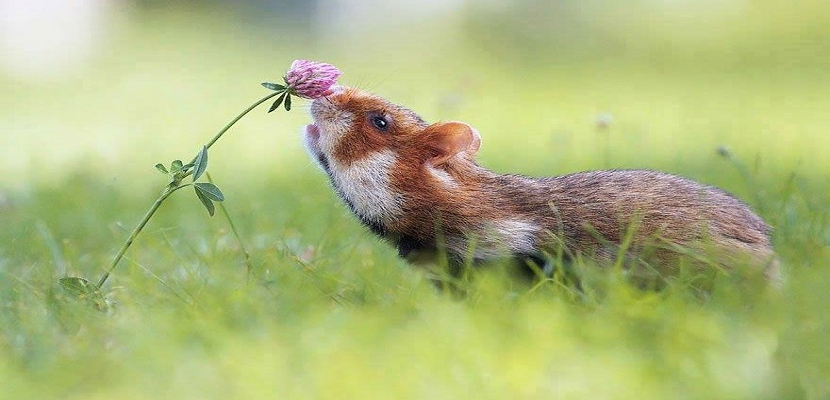 حيوانات لا تستطيع مقاومة رائحة الورود