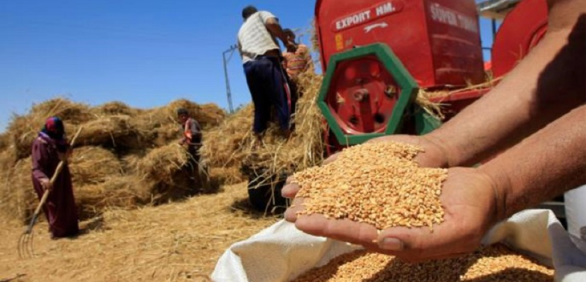 الزراعة: شراء 4.750 مليون طن من القمح المحلي منذ بدء موسم التوريد