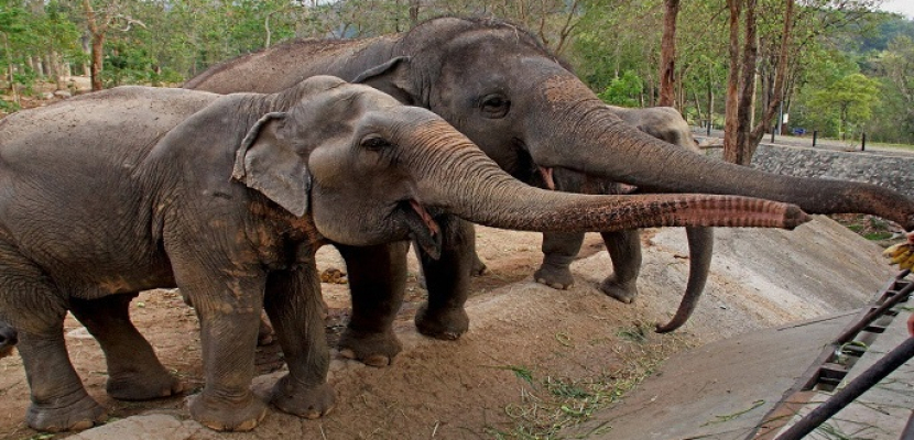 أفيال تنقل مرض ” الدرن ” للعاملين بحديقة حيوانات أوريجون الأمريكية