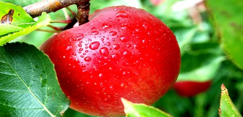 تناول تفاحة يوميا تمنع جلطة المخ والأزمة القلبية