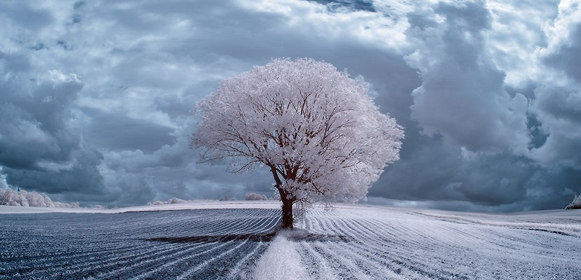 شاهد أروع الصور للأشجار في فصل الشتاء