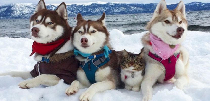 صداقة تجمع بين ثلاث كلاب و قطة