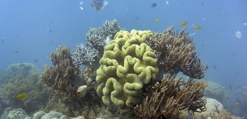 النينو يهدد الحاجز المرجاني العظيم