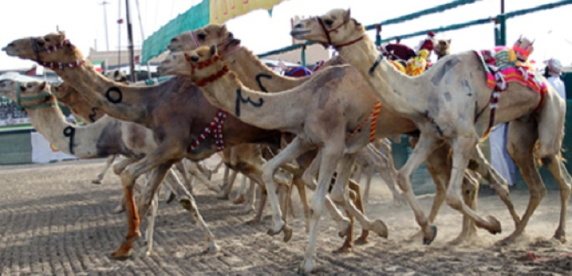 صحراء منغوليا تستضيف أضخم سباق للهجن في العالم