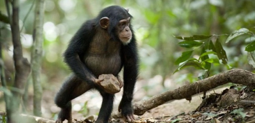 الشمبانزي تشاشا وخطة الهروب الكبير المثيرة !!