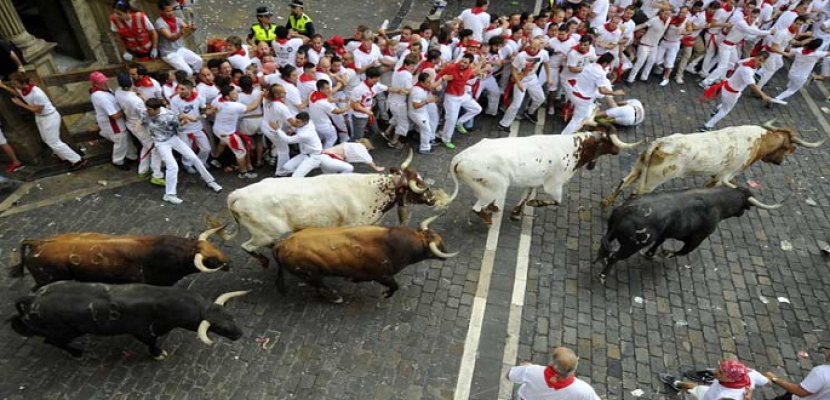 مهرجان الركض مع الثيران الأسباني يختتم بثمانية مصابين