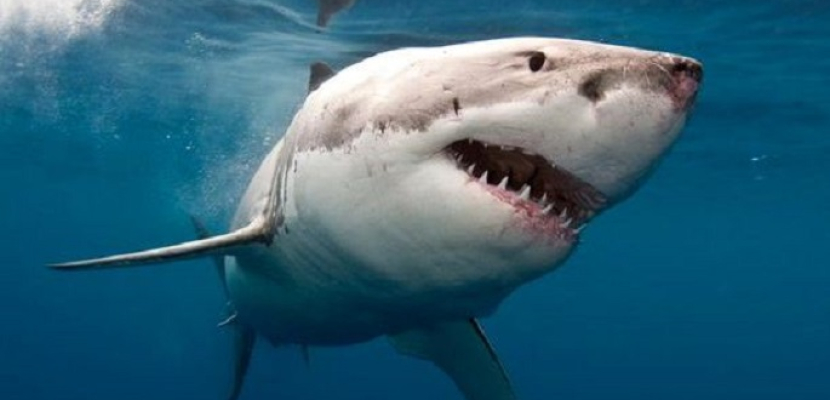 هجمات أسماك القرش قد تسجل رقماً جديداً في 2016