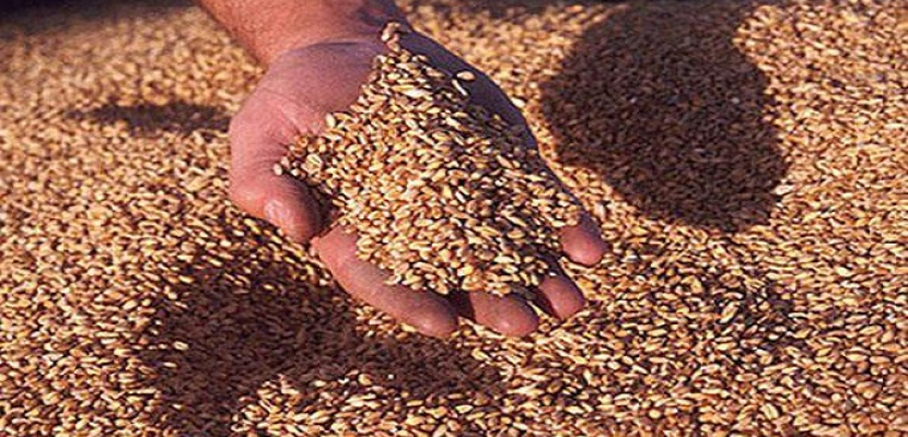 وزيرا الرى والتموين يشهدان حصاد زراعة القمح بالإسماعيلية
