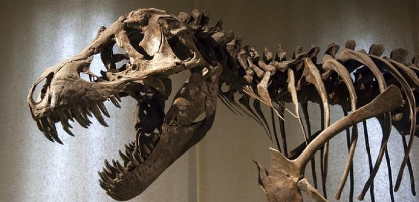 يعود تاريخها إلى ما قبل 125 مليون سنة.. العثور على أحفورة ديناصور في الصين
