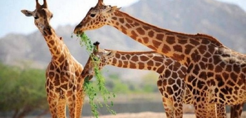 حديقة حيوان الجيزة تستقبل 3 زرافات من جنوب أفريقيا خلال أيام