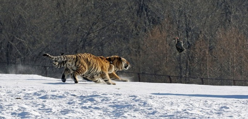 عمليات الصيد غير القانونية تهدد بانقراض النمور الجليدية فى آسيا الوسطى