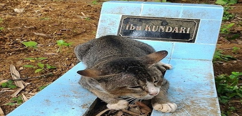 قطة وفية تعيش فوق قبر صاحبتها لعام كامل