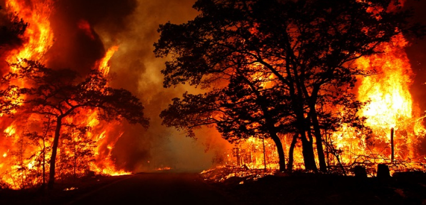 الداخلية التونسية: 11 حريقًا بالغابات خلال يومين