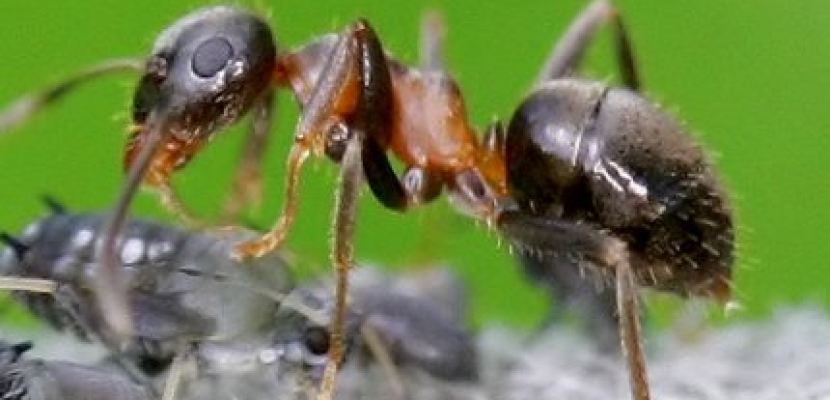 مضادات حيوية من النمل الأفريقي لمكافحة البكتيريا الفائقة