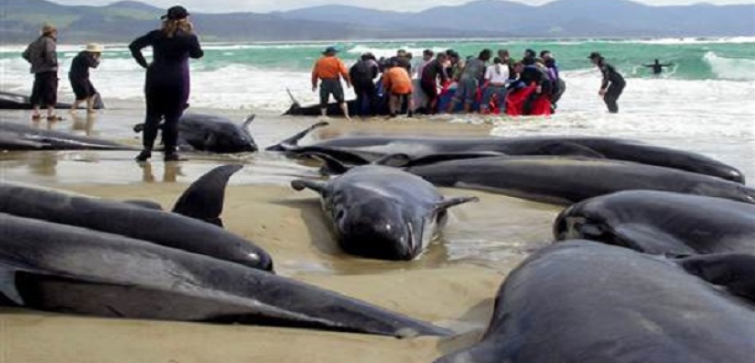 نفوق مئات الحيتان على أحد شواطئ نيوزيلندا