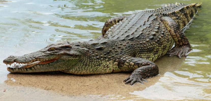تمساح ضخم ينتشل جثة طفل ويحمله على ظهره ليعيده لأهله بإندونيسيا