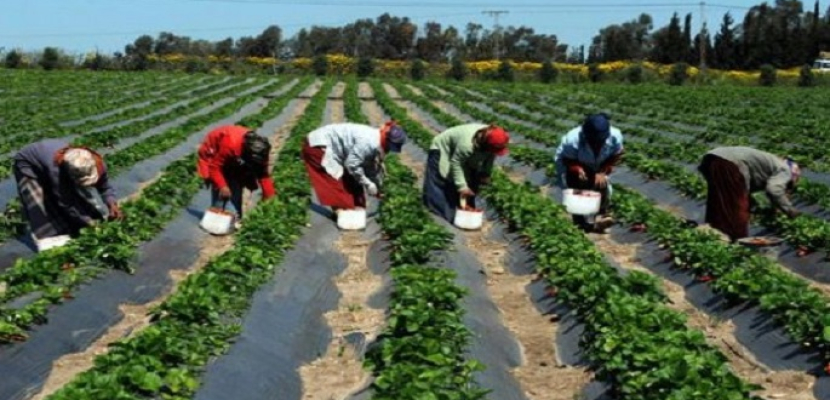 مصر الثانية عربيا في حجم مشروعات هيئة الاستثمار الزراعي