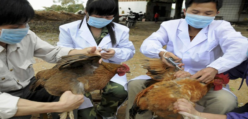 خطر إنفلونزا الطيور يهدد مجددا.. ومخاوف من وصوله للبشر
