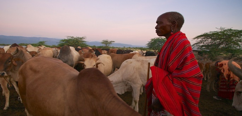 مهور الأبقار أبرز الطقوس والموروثات في الزواج عند قبائل جنوب السودان