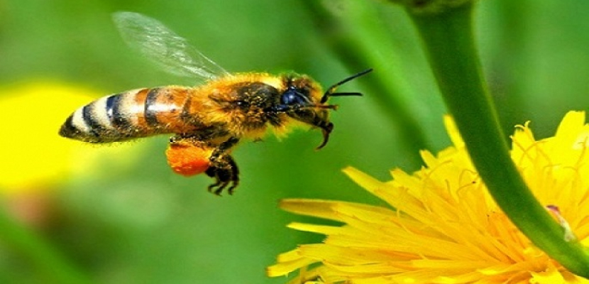 النحلة تقوم بـ20 لـ 100 ألف رحلة لإنتاج 300 جرام عسل
