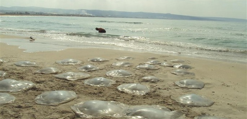 البيئة : مجموعة عمل لدراسة انتشار قناديل البحر على السواحل المصرية