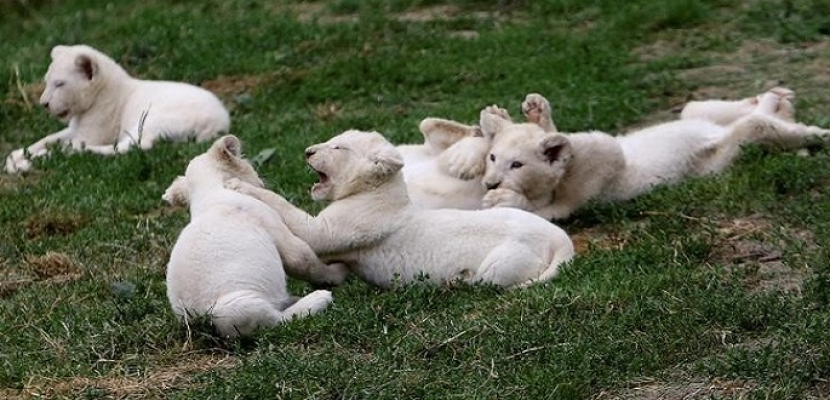 حديقة حيوان تشيكية تحتفي بمولد خمسة توائم من الأسود البيضاء