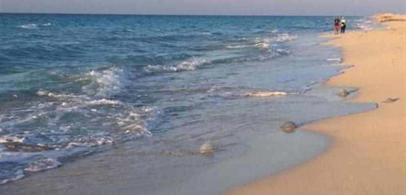 البيئة: لا صحة لغلق الشواطئ المصرية بسبب القناديل الزرقاء