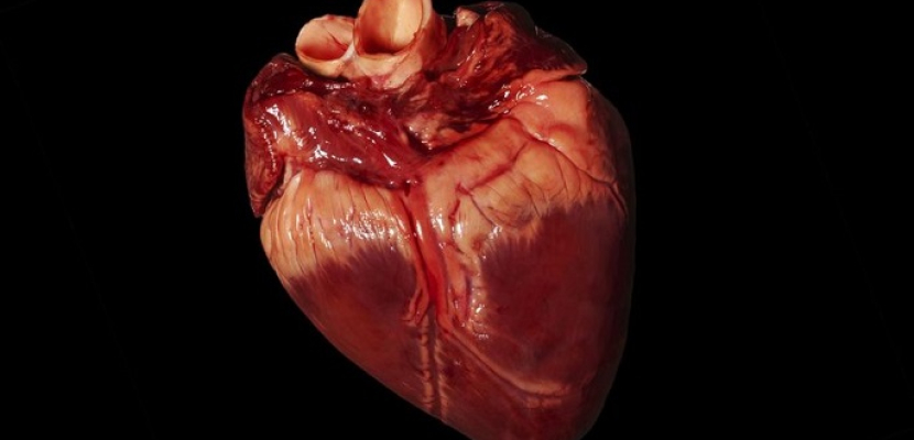 علماء أمريكيون يصنعون قلوبا بشرية من أنسجة قلب الفئران