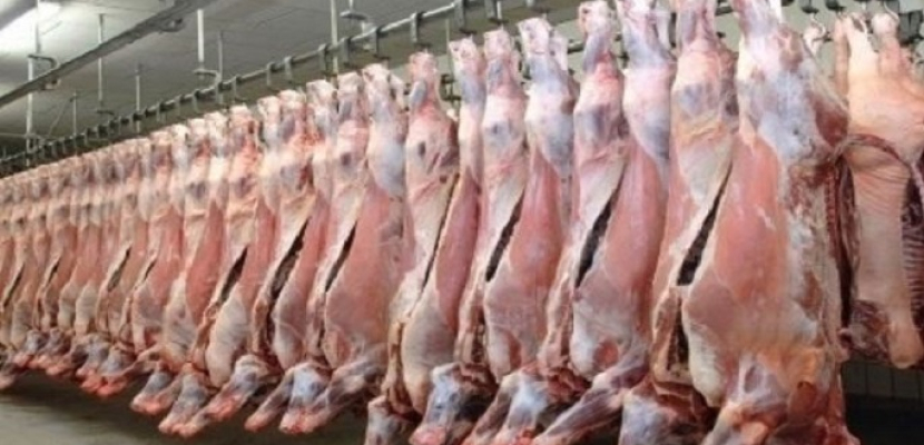 التموين: طرح أكثر من 8 ألاف رأس ماشية و1200 طن لحوم مجمدة بمناسبة عيد الأضحى