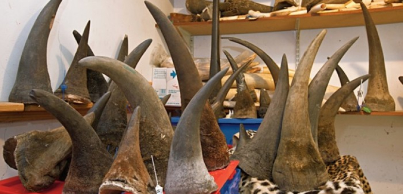 افتتاح أول مزاد قانوني في جنوب أفريقيا لبيع قرون وحيد القرن