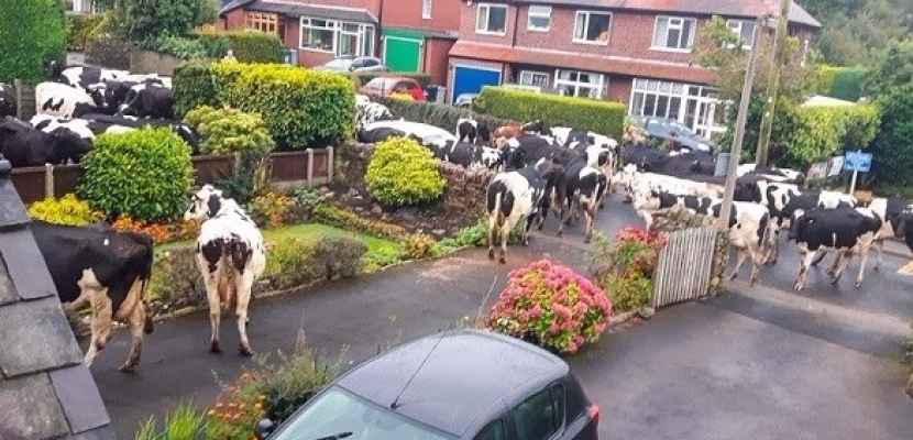 قطيع ضخم من الأبقار يسطو على قرية بريطانية