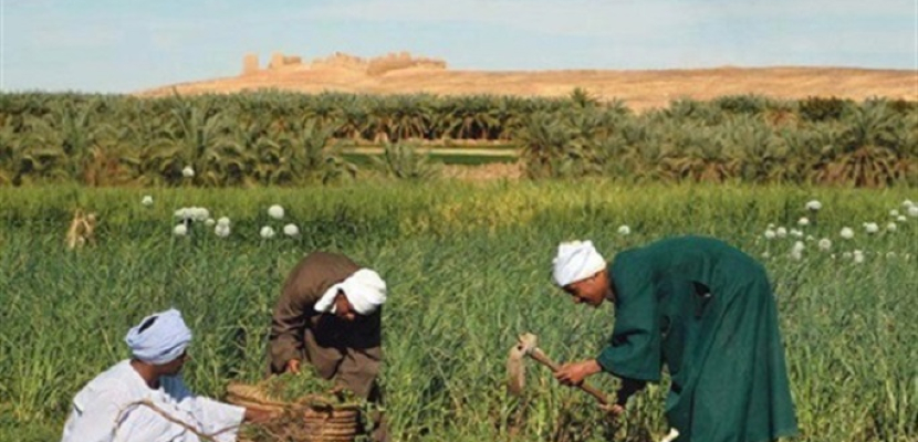 في عيد الفلاح.. كيف أكملت 30 يونيو ما بدأته ثورة الإصلاح الزراعي؟