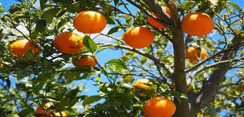 واشنطن: مصر ستصبح أكبر مصدري البرتقال في موسم 2017-2018