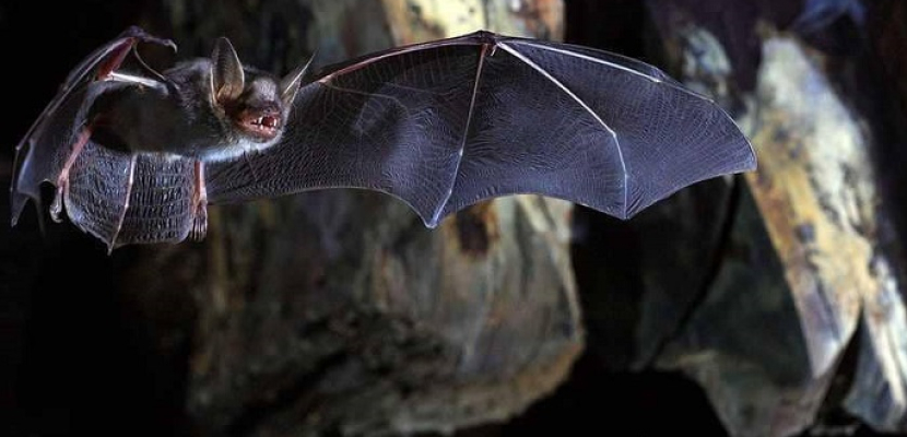 كشف هام عن طول عمر الخفافيش.. قد ينطبق على البشر