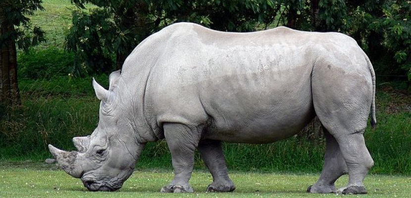 نفوق آخر ذكر في العالم من حيوان وحيد القرن الأبيض الشمالي